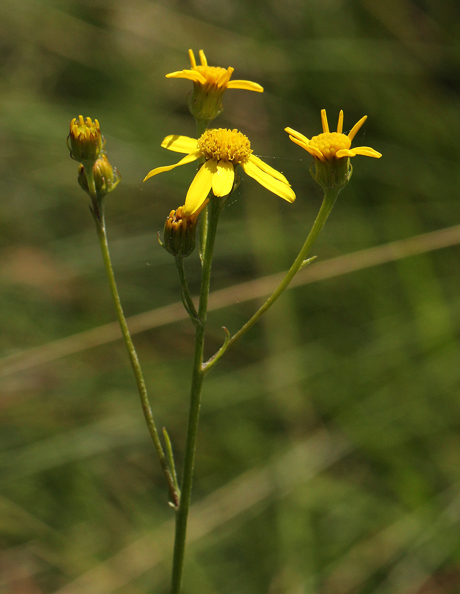 Senecio proprior Senecio proprior