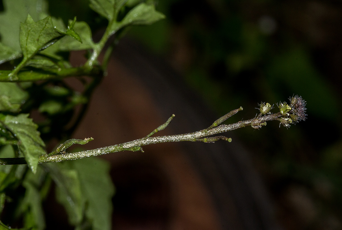 Rorippa madagascariensis