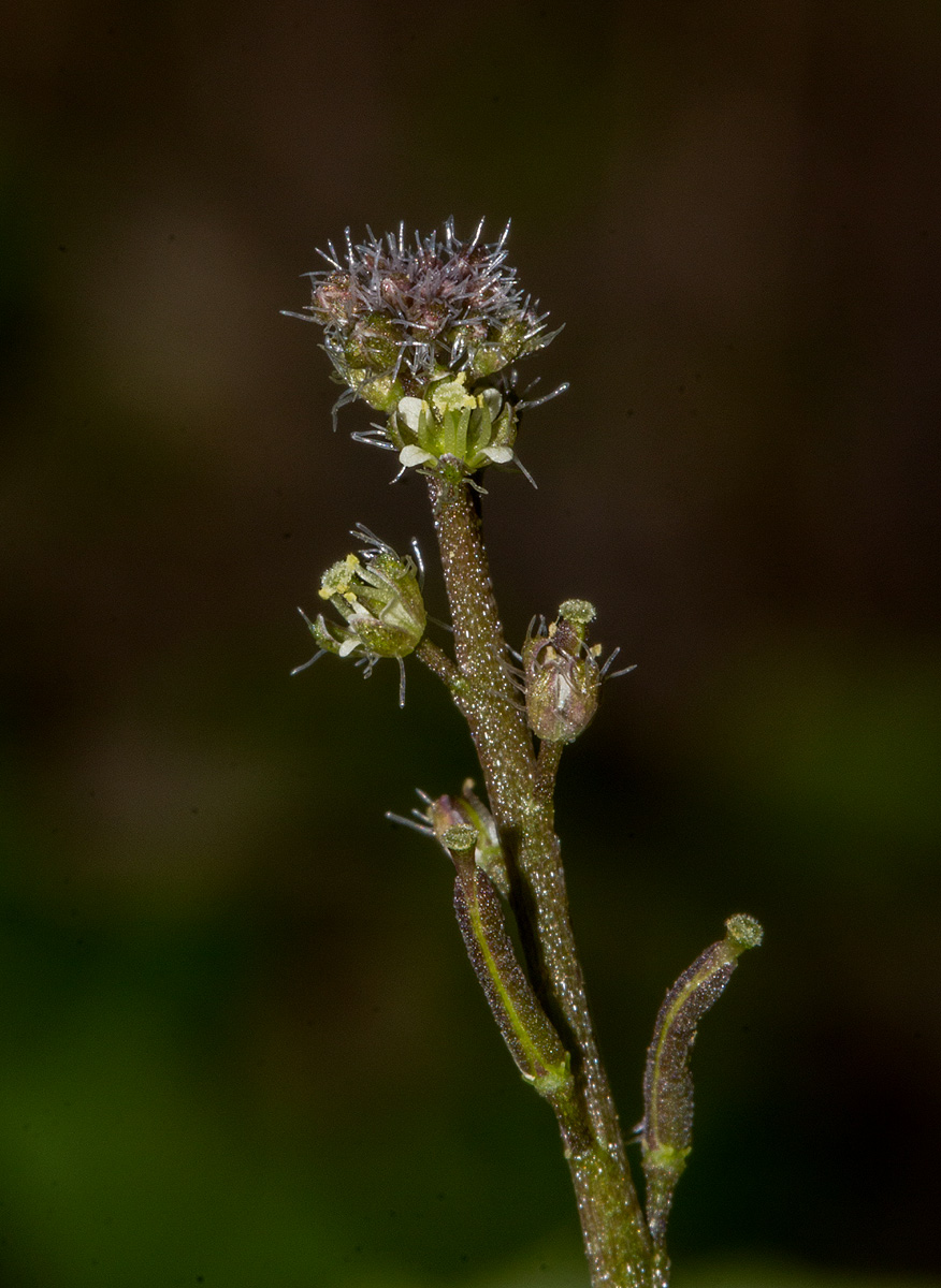 Rorippa madagascariensis