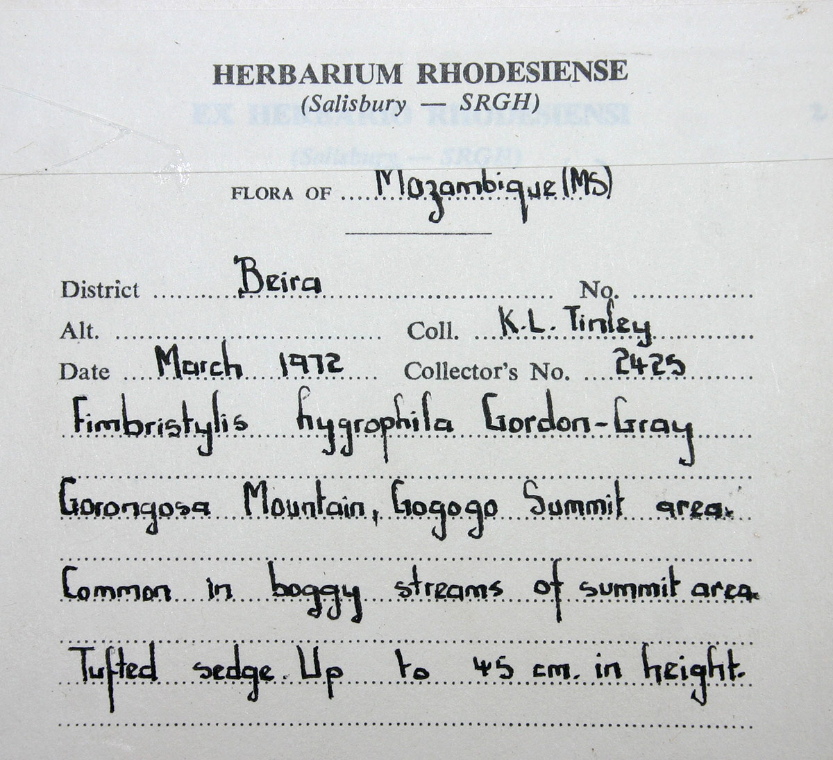 Zulustylis hygrophila