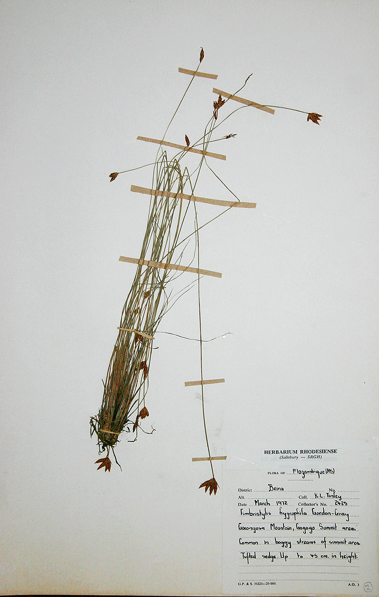 Zulustylis hygrophila