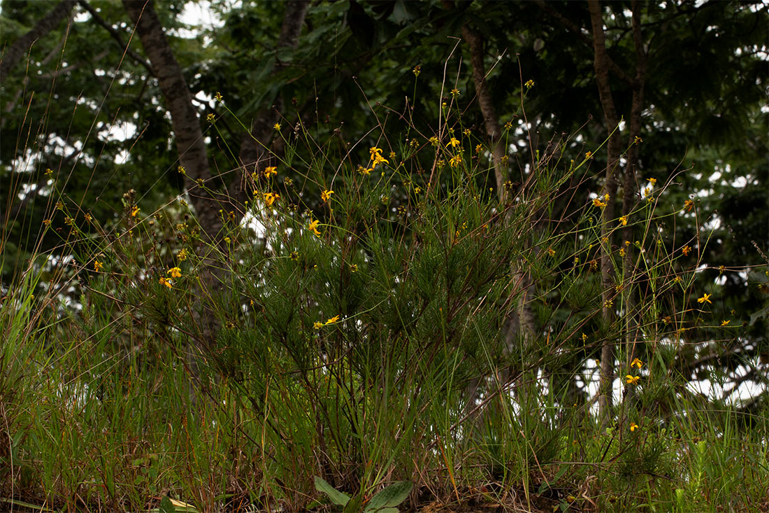 Bidens lineariloba
