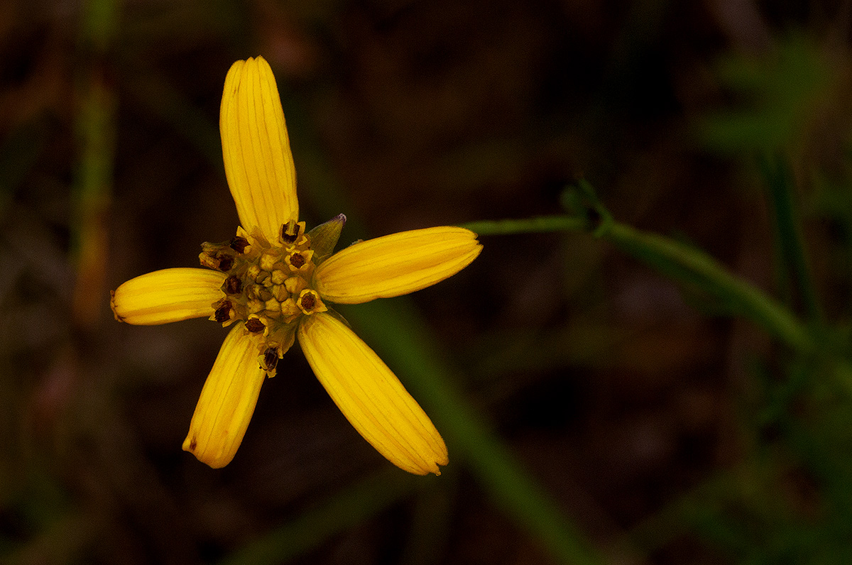Bidens lineariloba