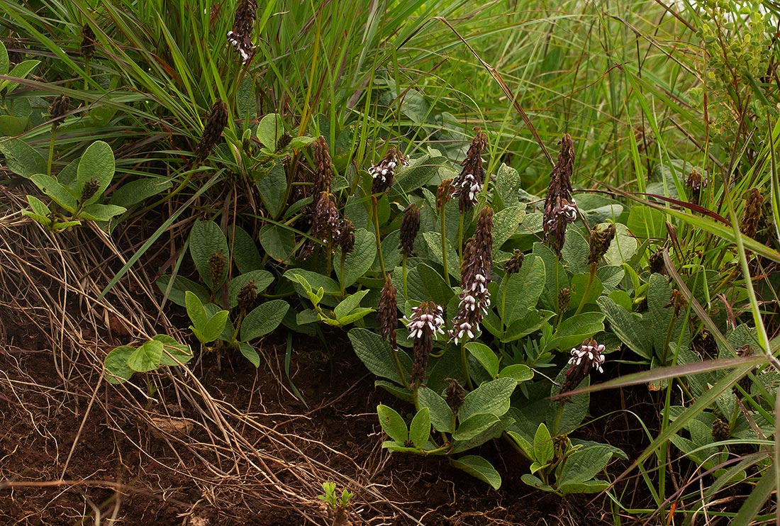Eriosema buchananii var. subprostratum