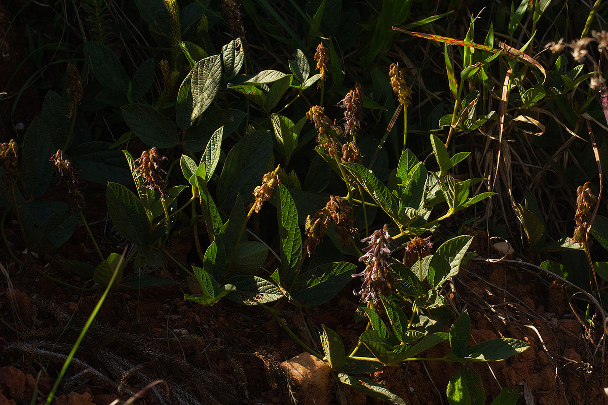 Eriosema buchananii var. subprostratum
