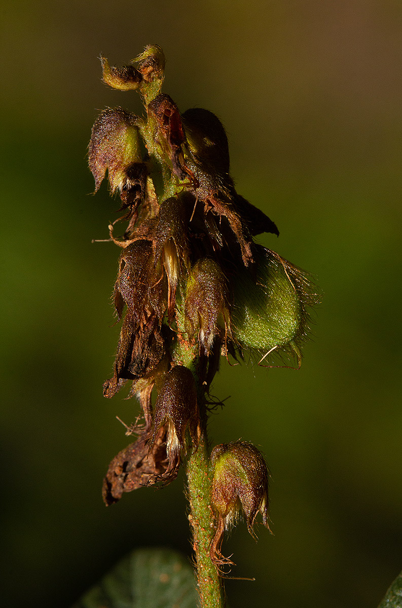 Eriosema buchananii var. subprostratum