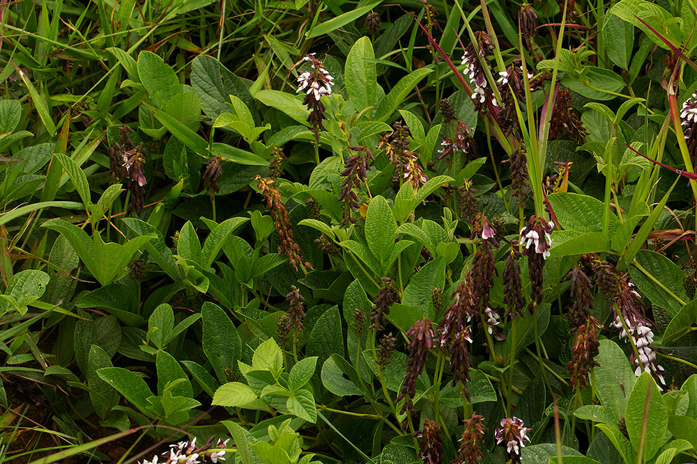 Eriosema buchananii var. subprostratum