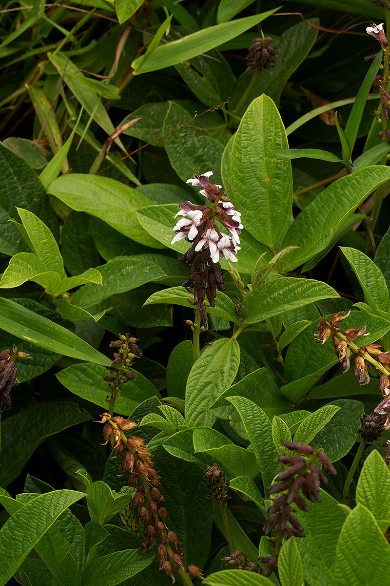 Eriosema buchananii var. subprostratum Eriosema buchananii var. subprostratum