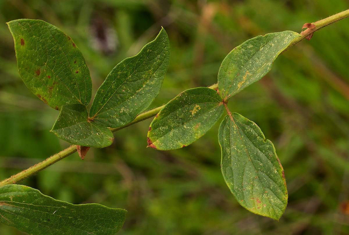 Eriosema buchananii var. subprostratum