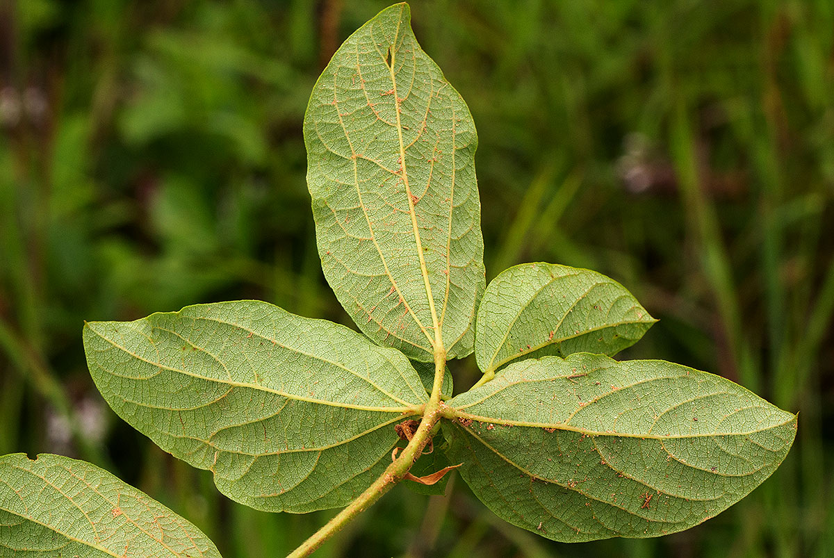 Eriosema buchananii var. subprostratum