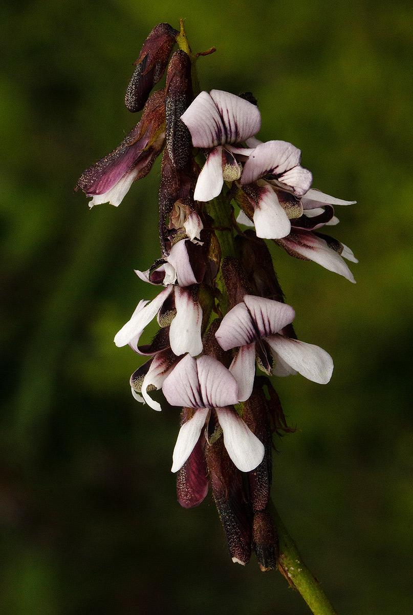 Eriosema buchananii var. subprostratum