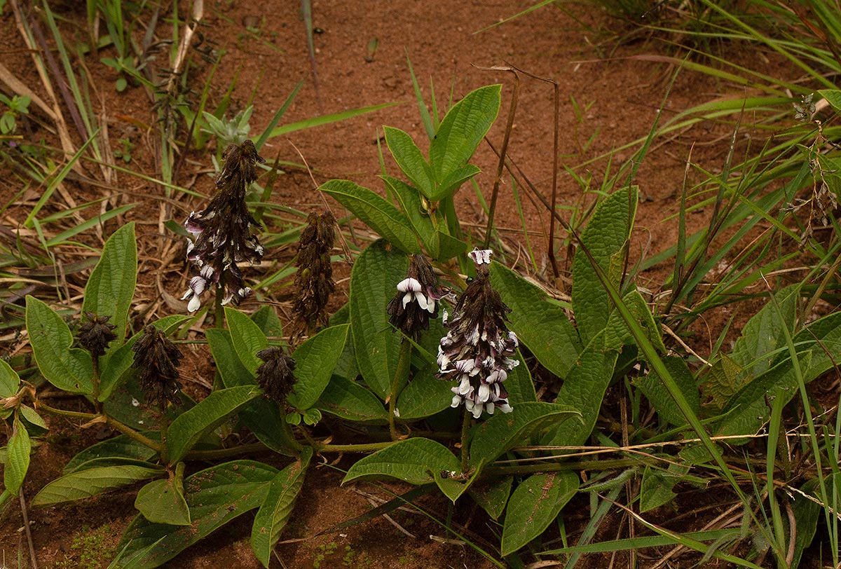 Eriosema buchananii var. subprostratum