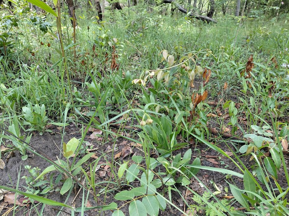 Glossostelma lisianthoides