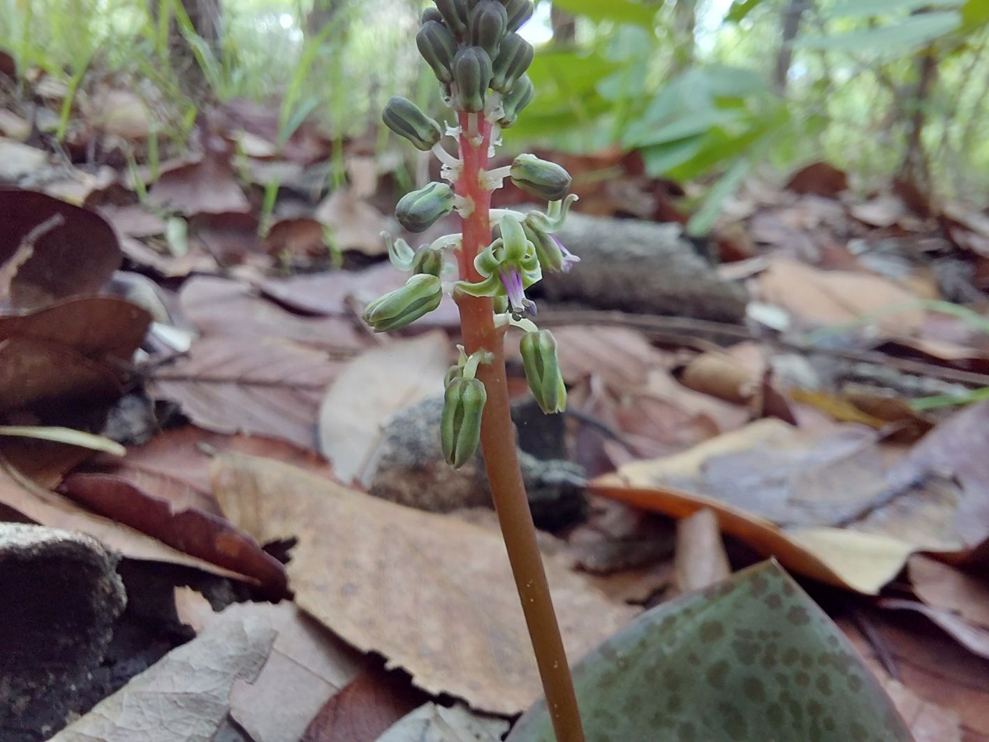 Ledebouria cordifolia