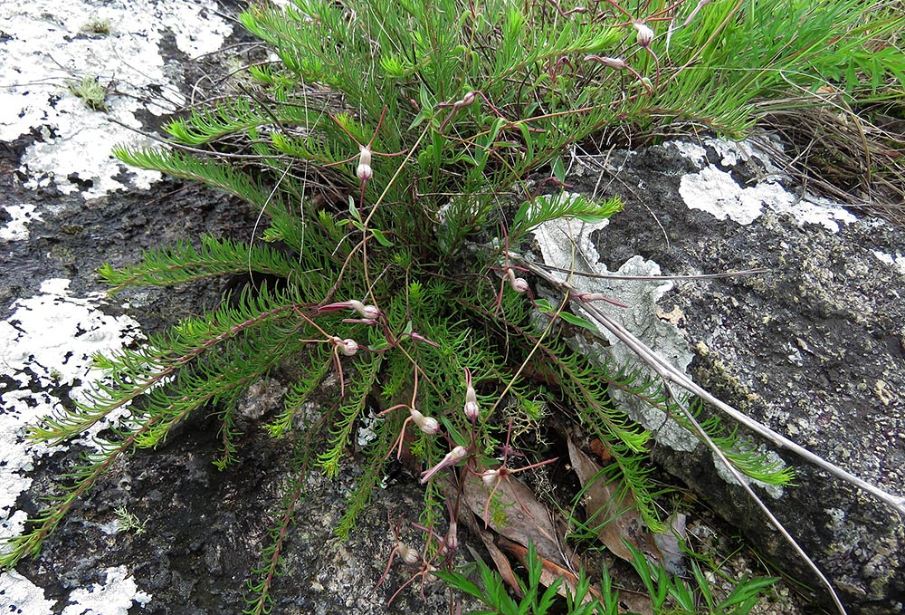 Ceropegia schliebenii