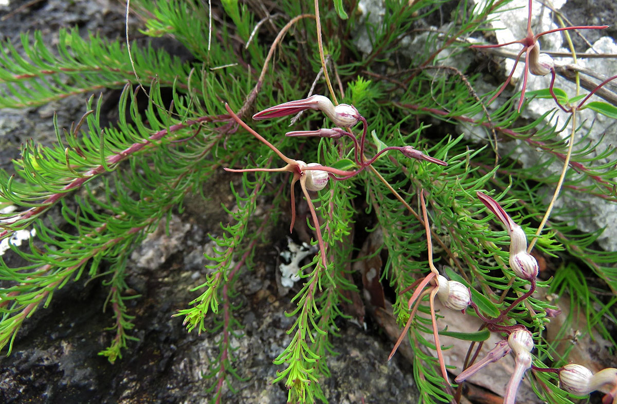 Ceropegia schliebenii