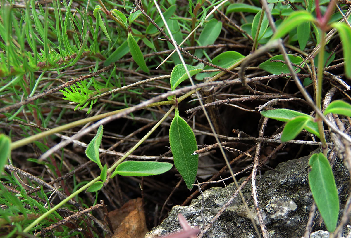 Ceropegia schliebenii