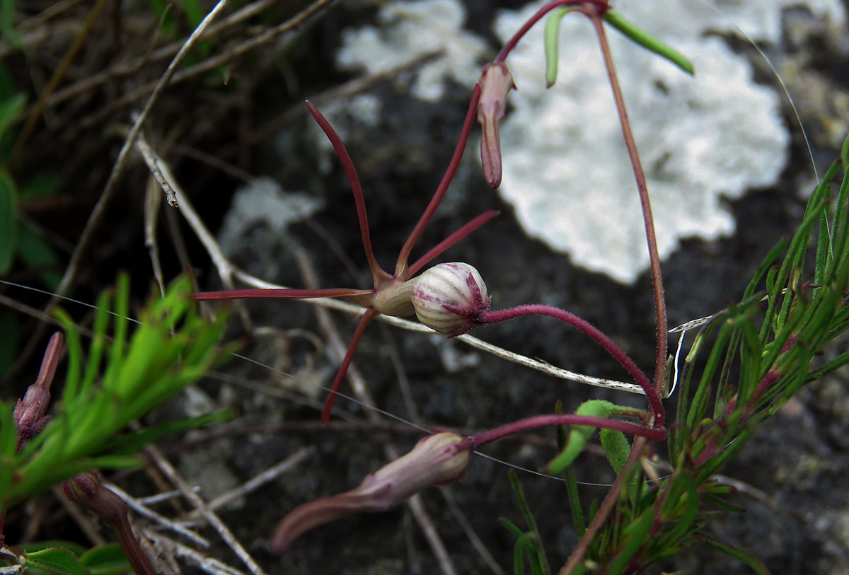 Ceropegia schliebenii