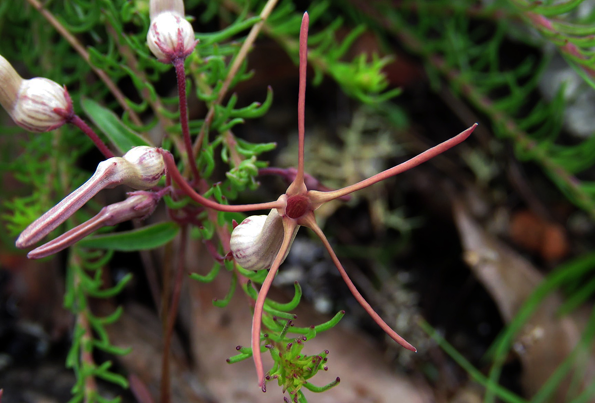 Ceropegia schliebenii