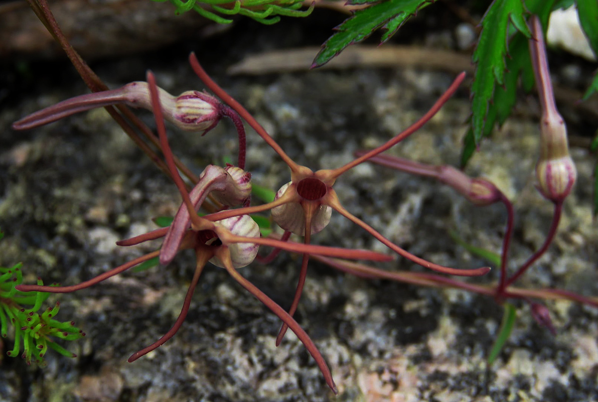 Ceropegia schliebenii