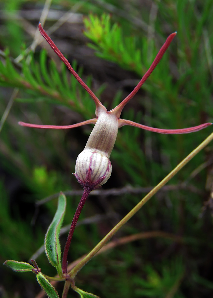 Ceropegia schliebenii