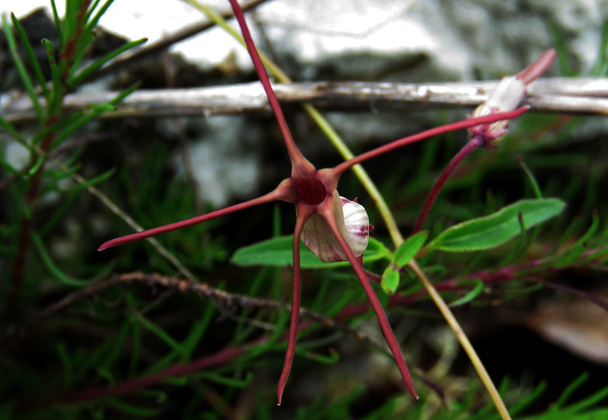 Ceropegia schliebenii