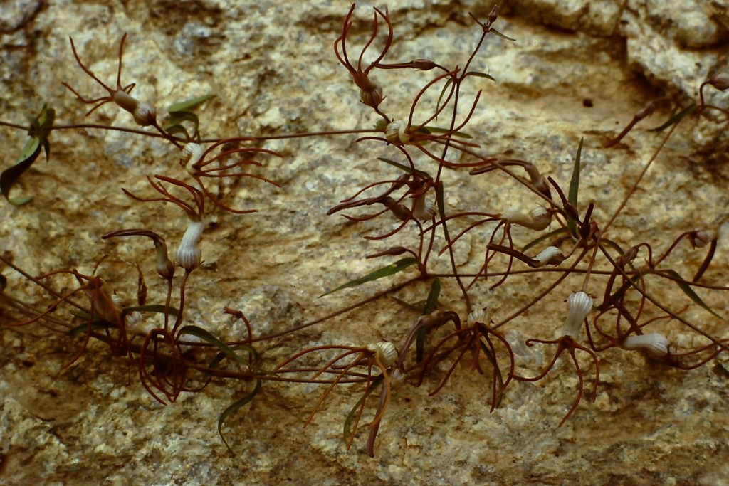 Ceropegia schliebenii