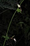 Ceropegia arenarioides
