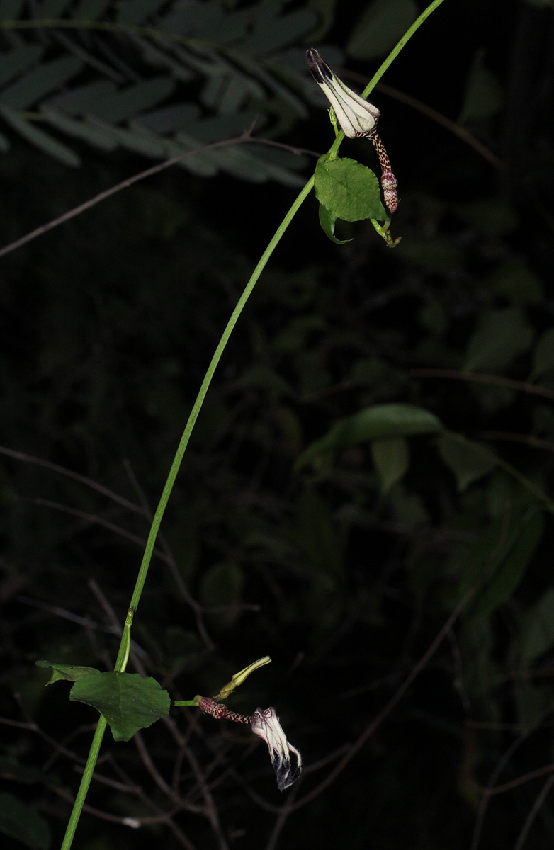Ceropegia arenarioides Ceropegia arenarioides