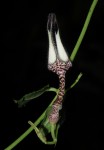 Ceropegia arenarioides