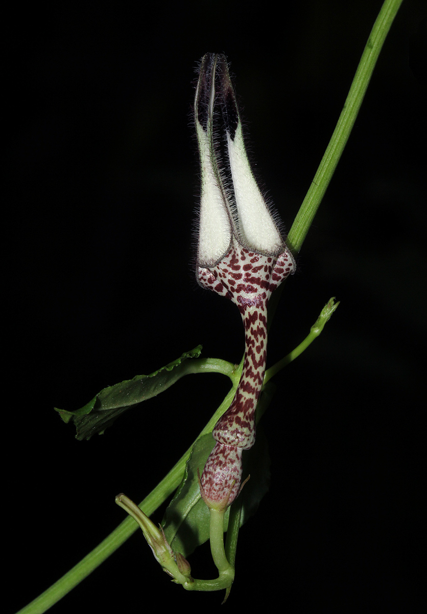 Ceropegia arenarioides Ceropegia arenarioides