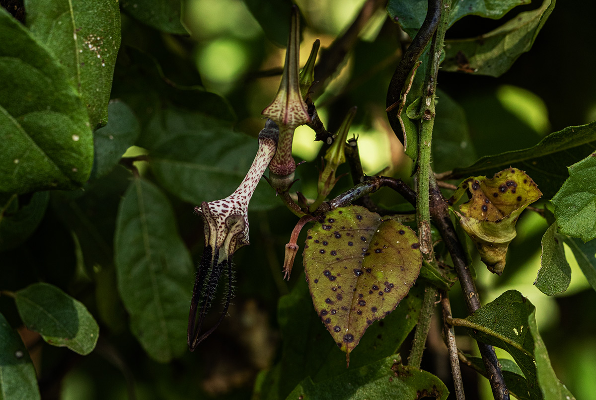 Ceropegia arenarioides Ceropegia arenarioides