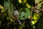 Ceropegia arenarioides
