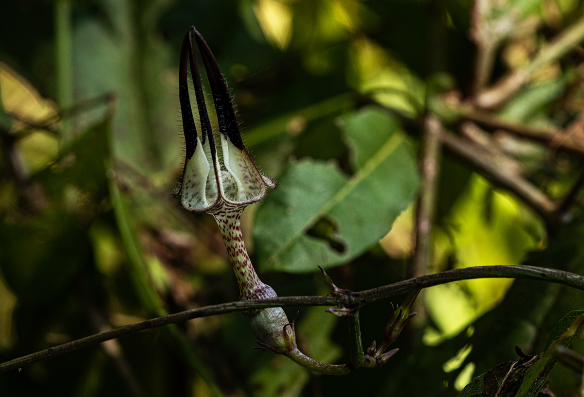 Ceropegia arenarioides Ceropegia arenarioides