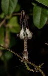 Ceropegia arenarioides