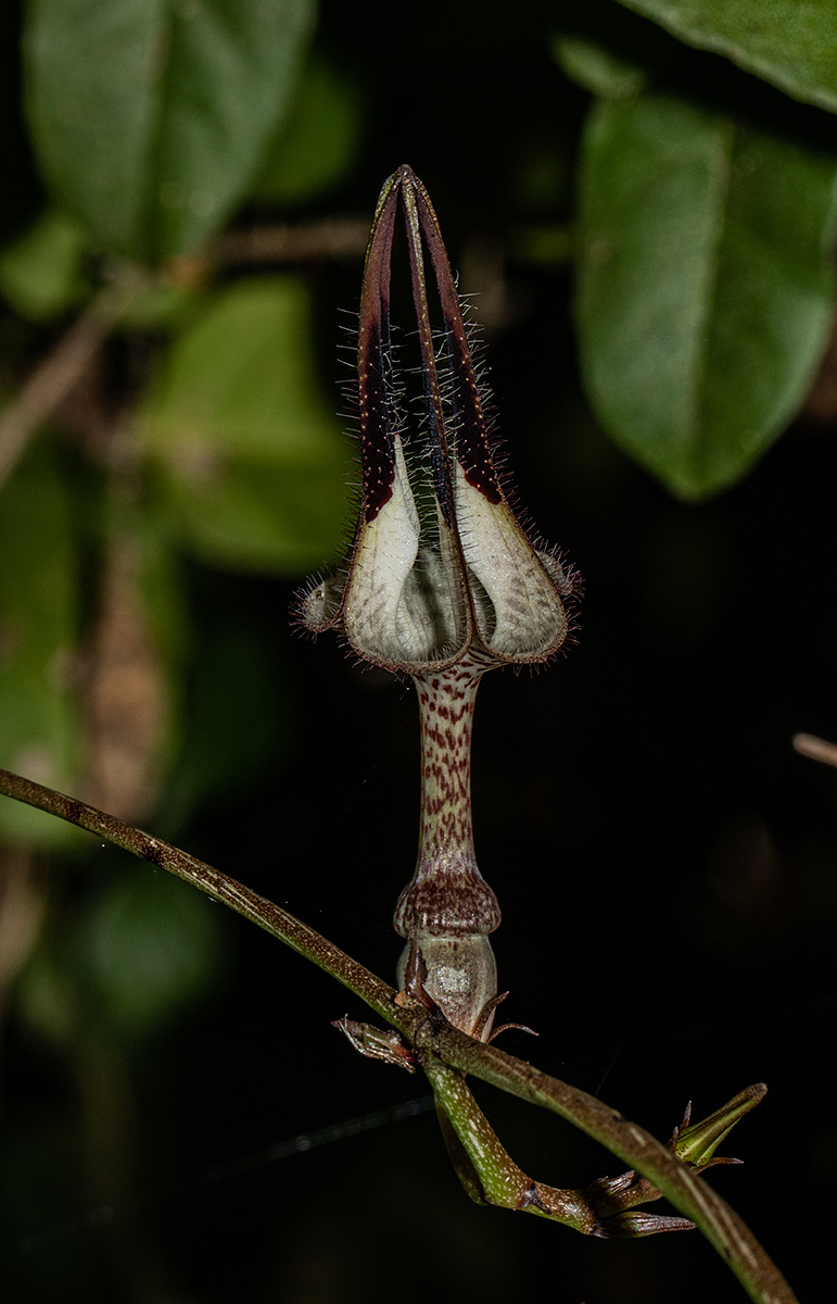 Ceropegia arenarioides Ceropegia arenarioides