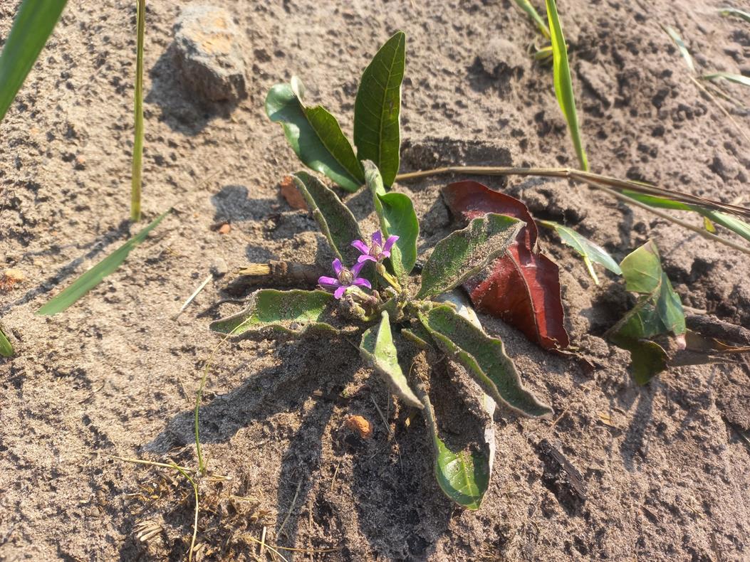 Raphionacme michelii Raphionacme michelii