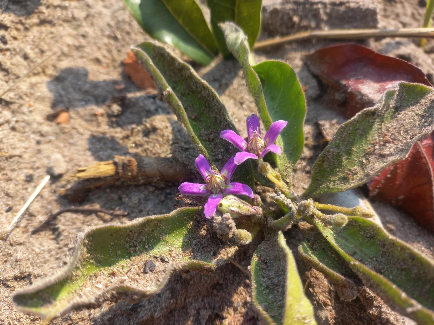 Raphionacme michelii