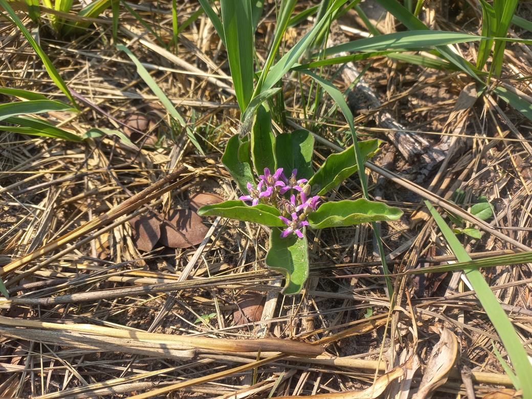 Raphionacme michelii