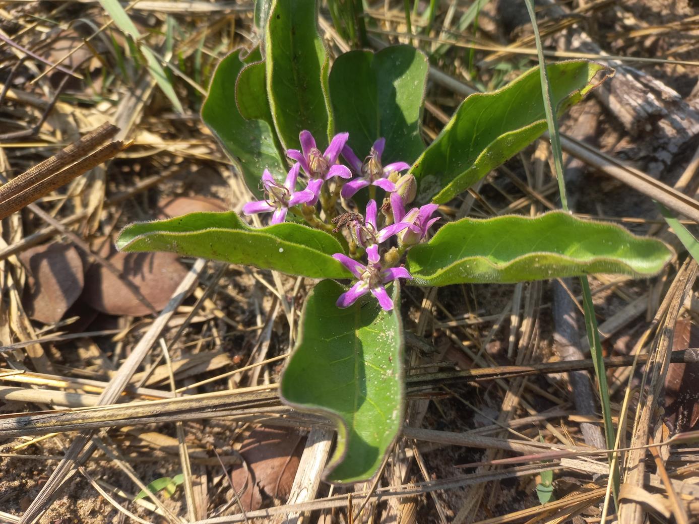 Raphionacme michelii