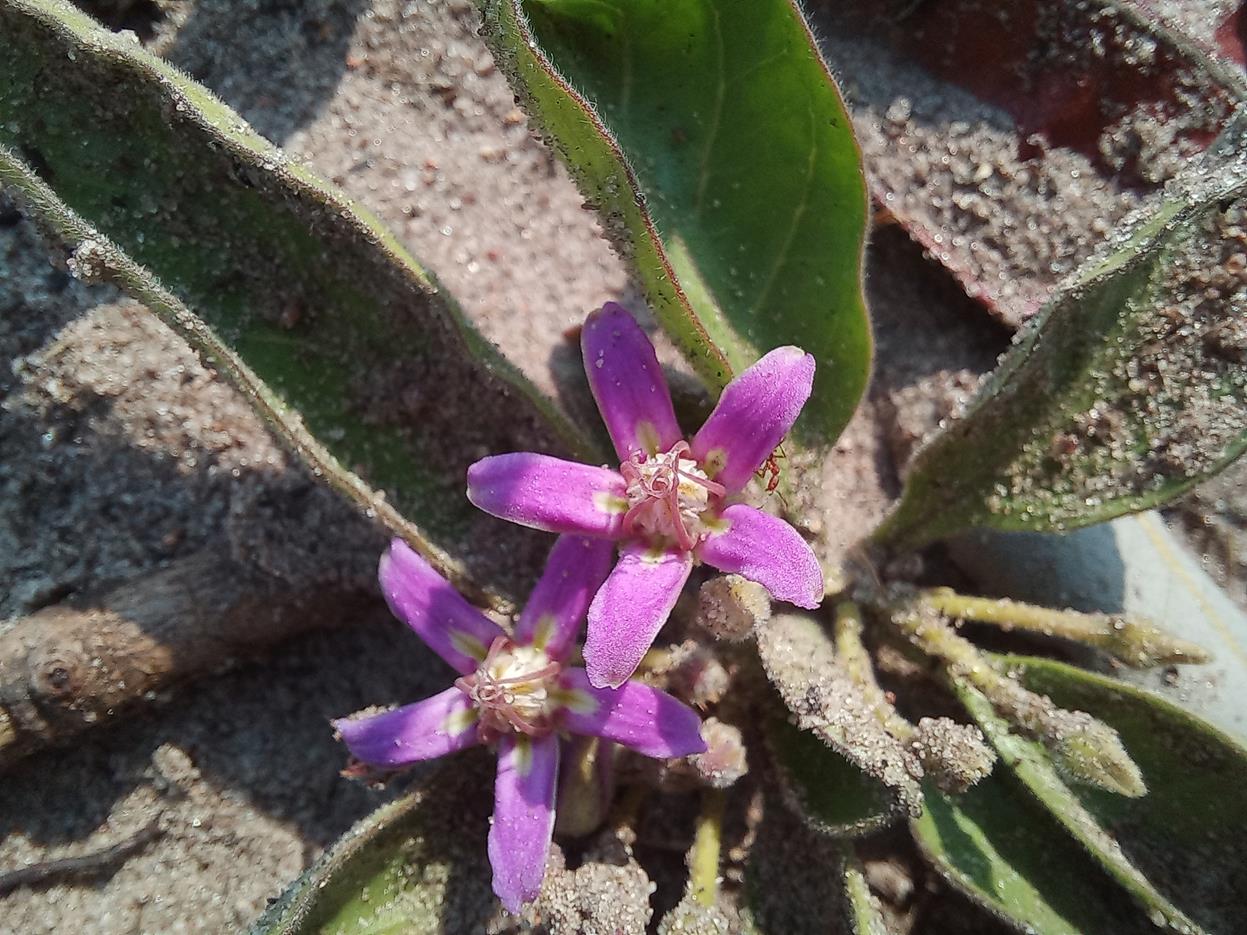 Raphionacme michelii