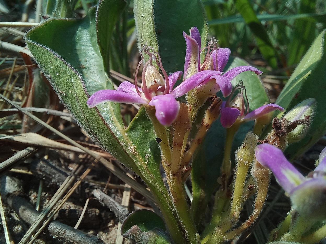 Raphionacme michelii