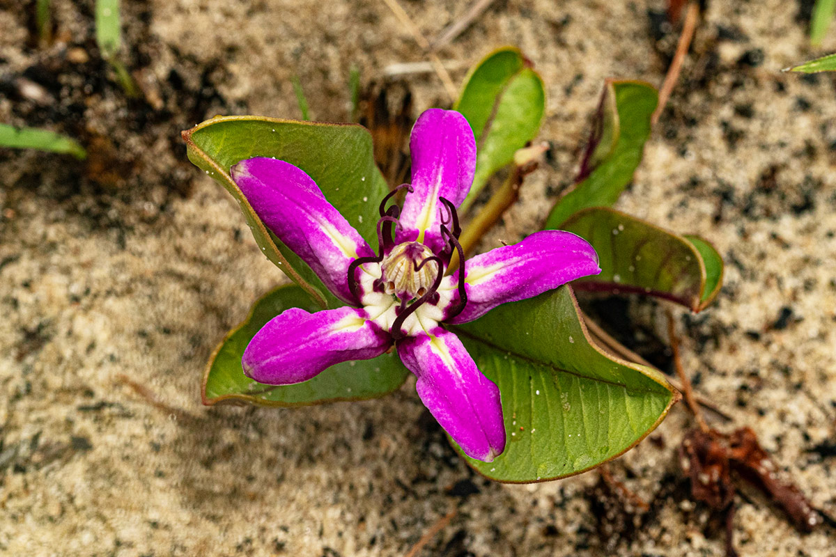 Raphionacme michelii Raphionacme michelii