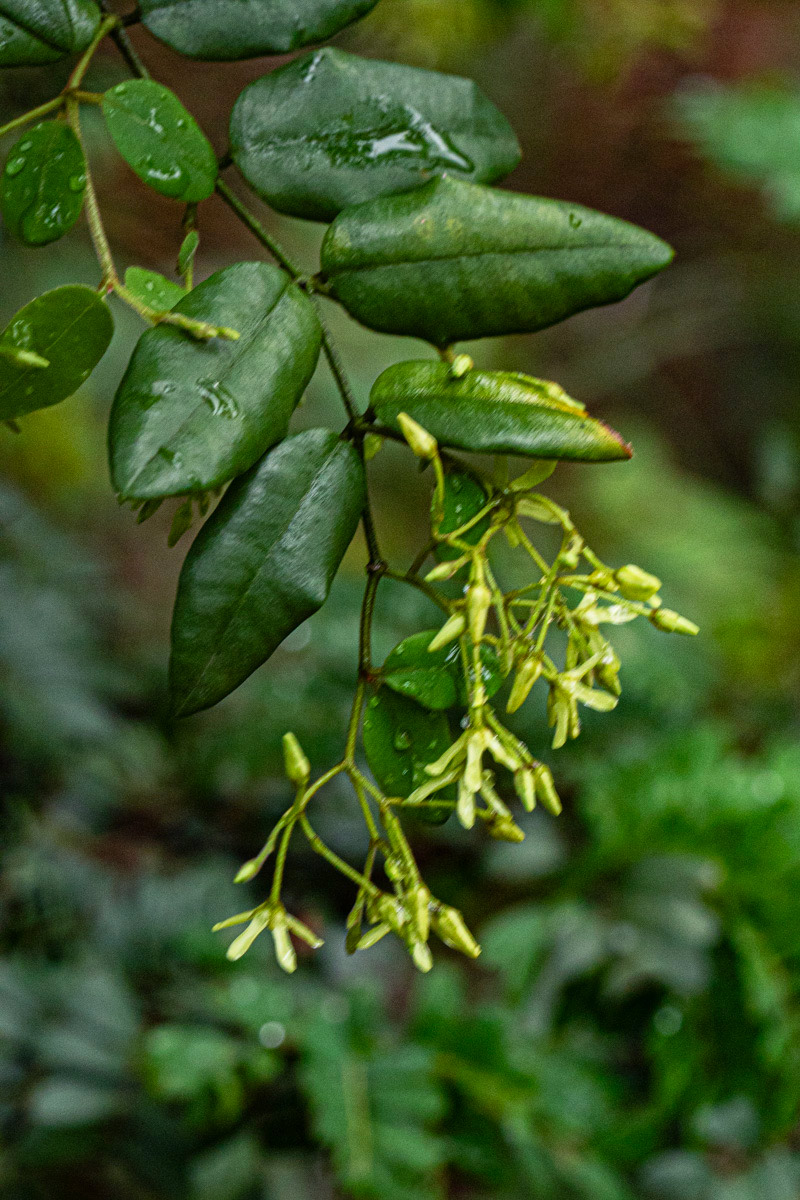 Secamone dewevrei subsp. elliptica Secamone dewevrei subsp. elliptica