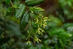 Secamone dewevrei subsp. elliptica