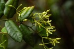 Secamone dewevrei subsp. elliptica