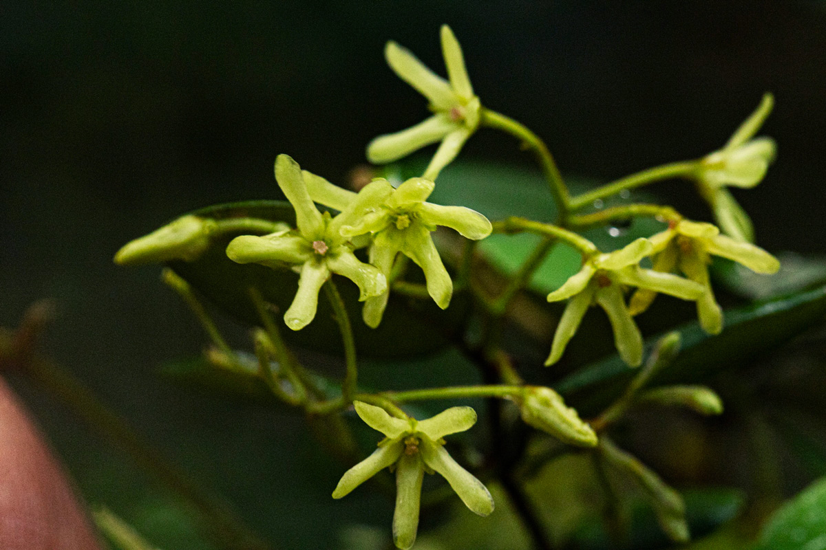 Secamone dewevrei subsp. elliptica Secamone dewevrei subsp. elliptica
