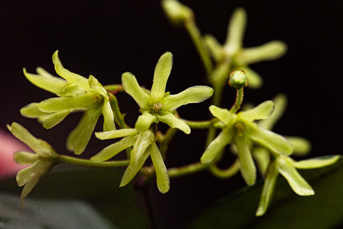 Secamone dewevrei subsp. elliptica Secamone dewevrei subsp. elliptica
