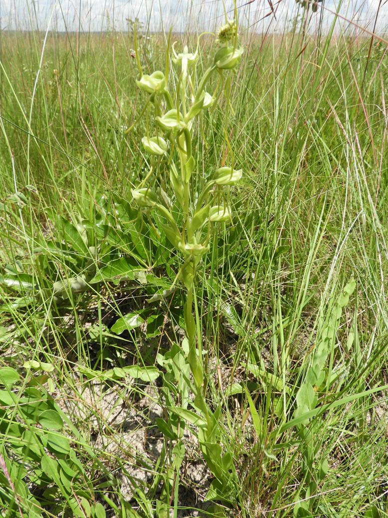 Habenaria geerinckiana