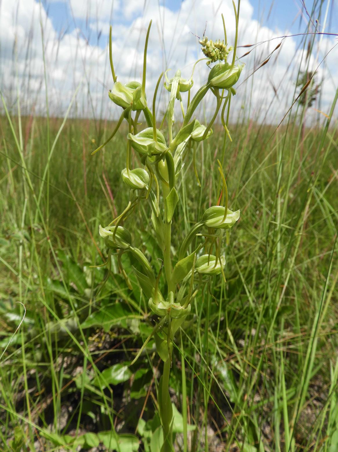 Habenaria geerinckiana